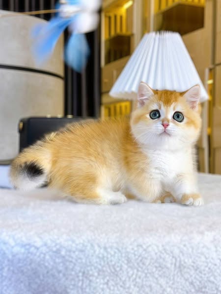 Munchkin