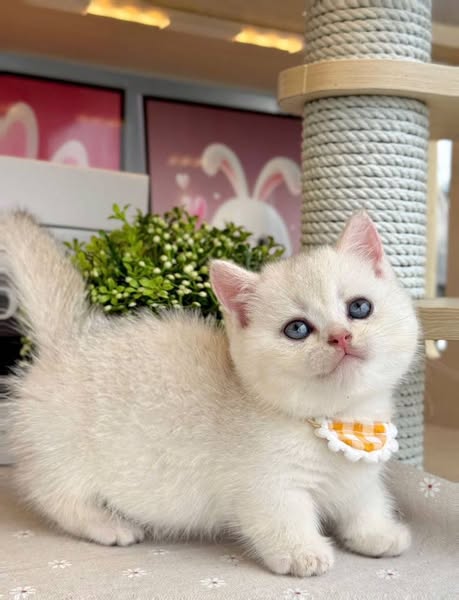 Munchkin