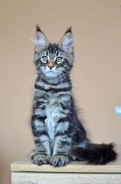 Maine Coon