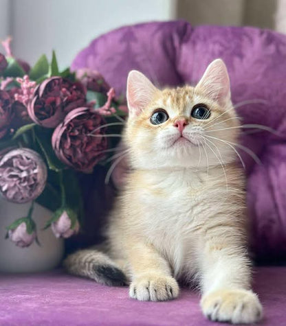 British Shorthair