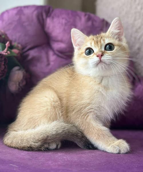 British Shorthair