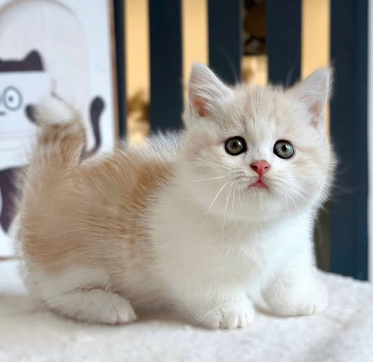 Munchkin