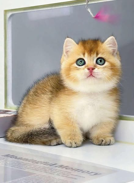 Munchkin
