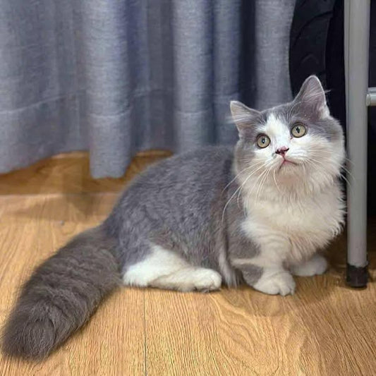 Munchkin Longhair