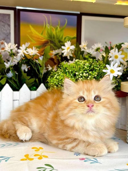 British Longhair