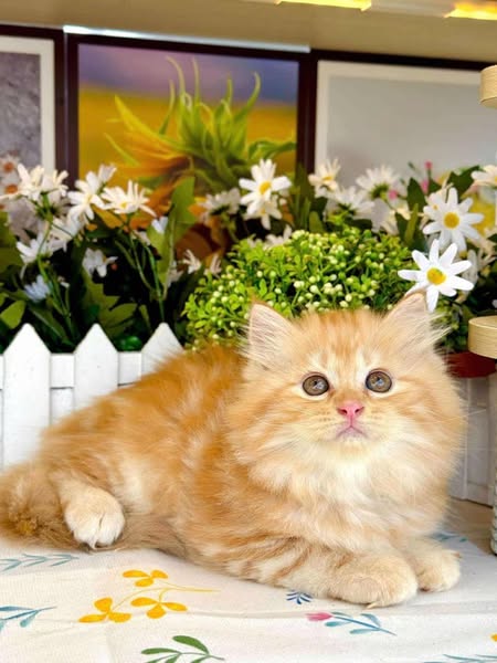 British Longhair