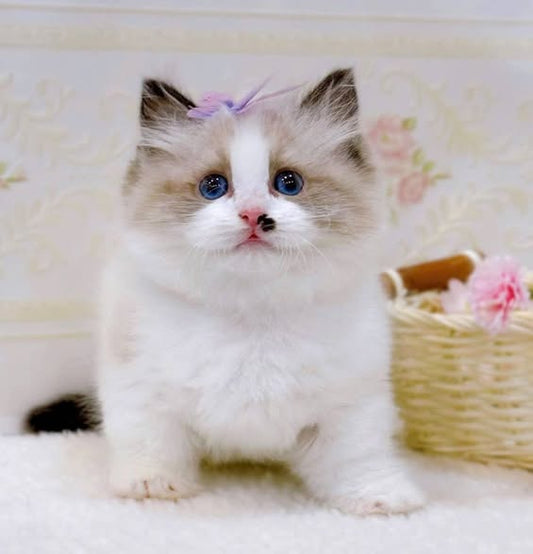 Munchkin Ragdoll