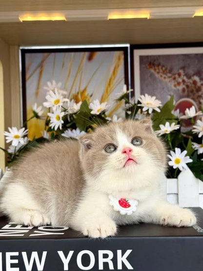 Scottish Fold