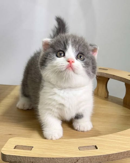Munchkin Fold
