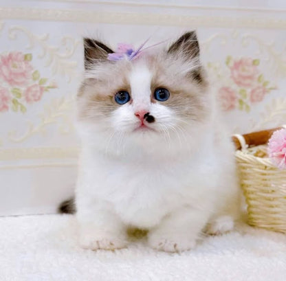 Munchkin Ragdoll