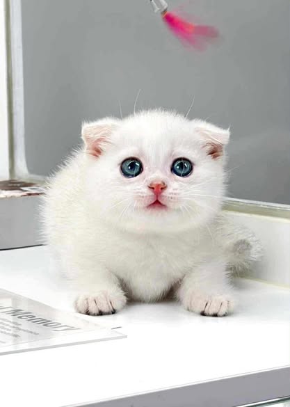 Munchkin Fold