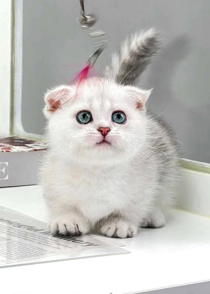Munchkin Fold