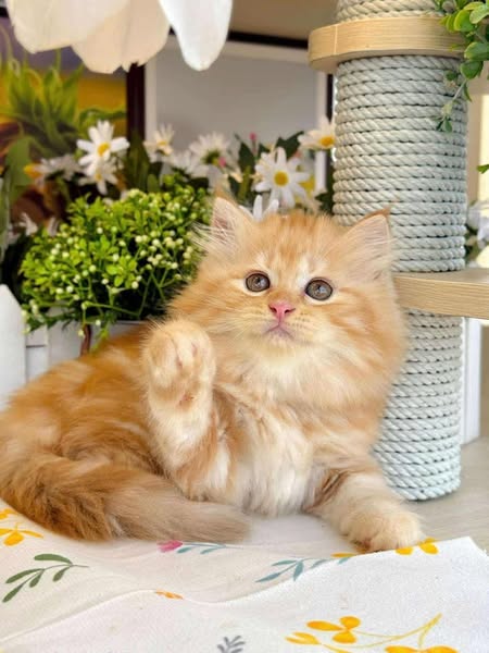 British Longhair