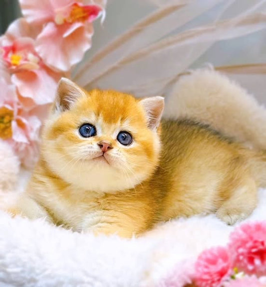 British Shorthair