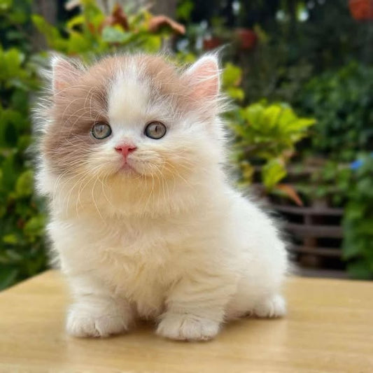 British Longhair
