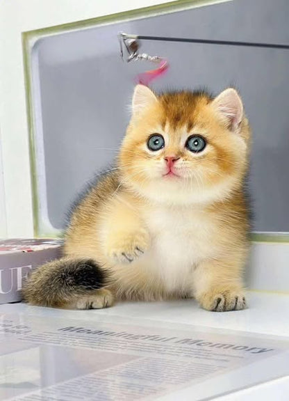Munchkin
