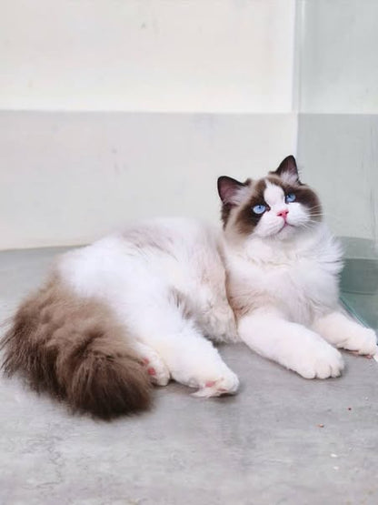 Ragdoll