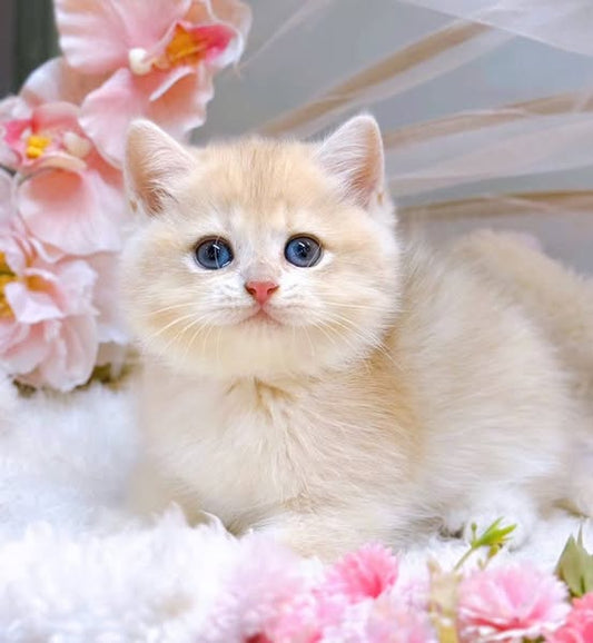 British Shorthair