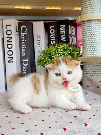 Munchkin Fold