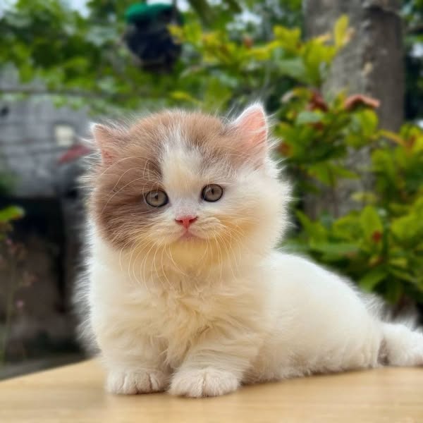 Munchkin Longhair