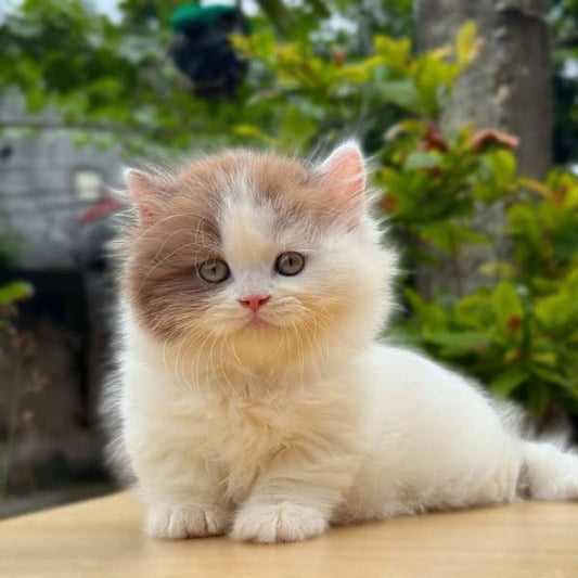 Munchkin Longhair