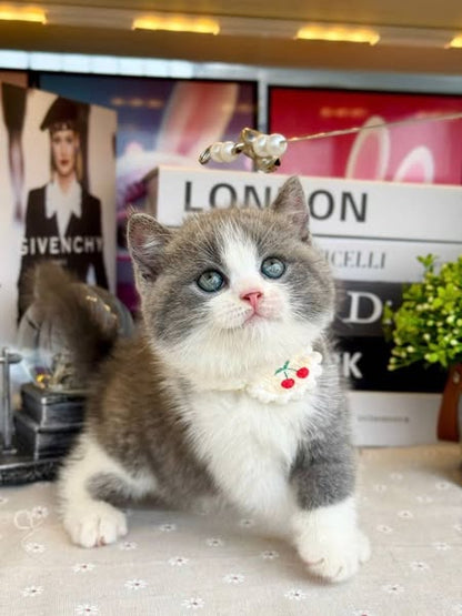 British Shorthair
