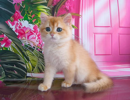 British Shorthair