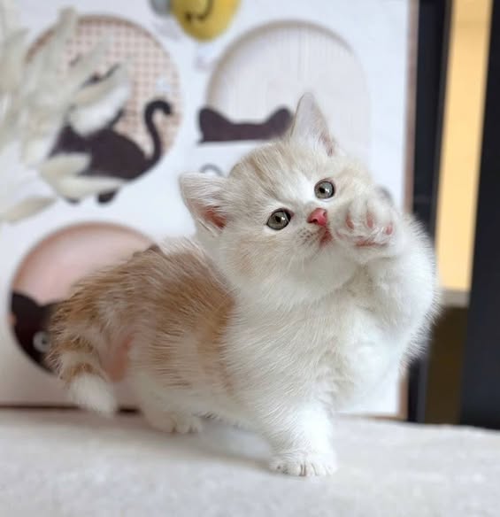 Munchkin