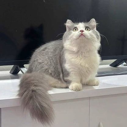 Munchkin Longhair
