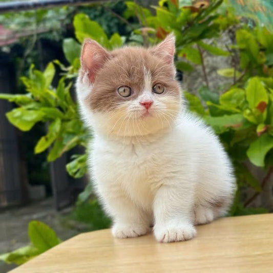 Munchkin