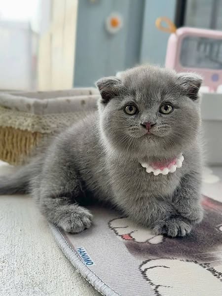 Munchkin Fold