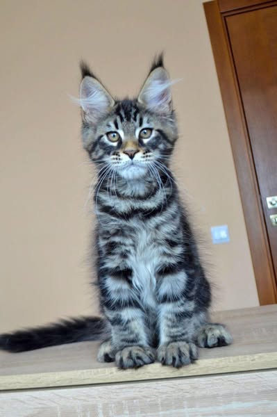 Maine Coon