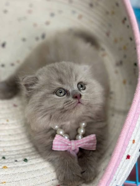 Munchkin Fold Longhair