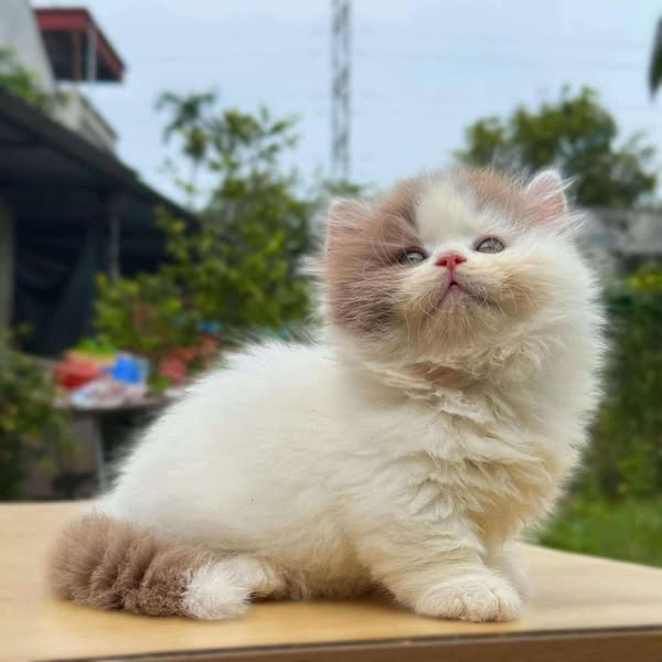 British Longhair