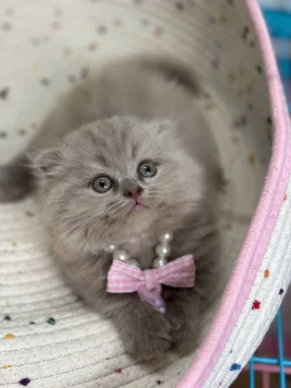 Munchkin Fold Longhair