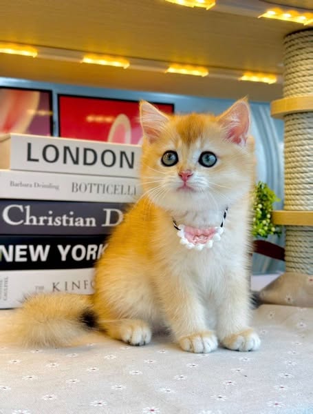 British Shorthair