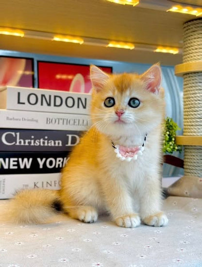 British Shorthair
