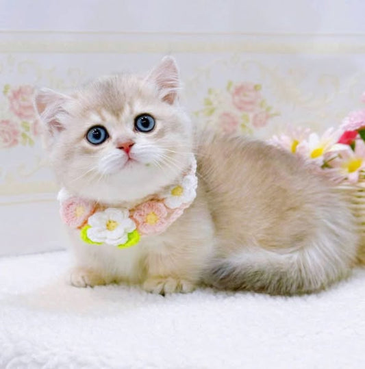 Munchkin