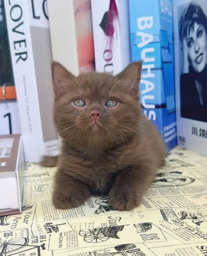 British Shorthair
