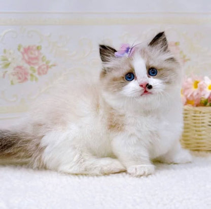 Munchkin Ragdoll