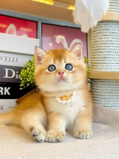 British Shorthair