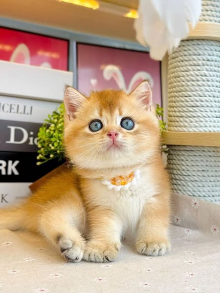 British Shorthair