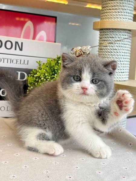 British Shorthair