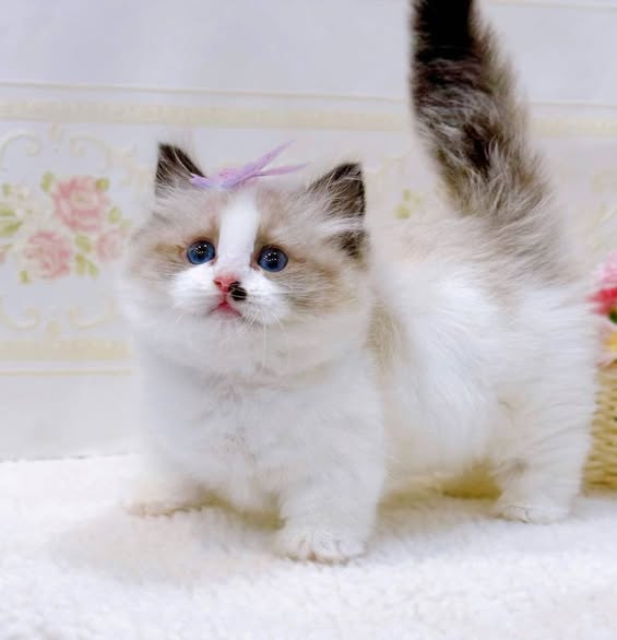 Munchkin Ragdoll
