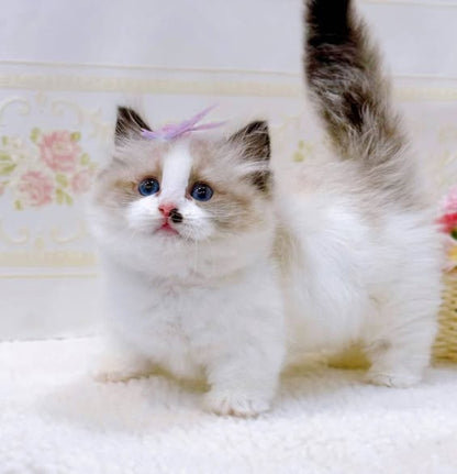 Munchkin Ragdoll