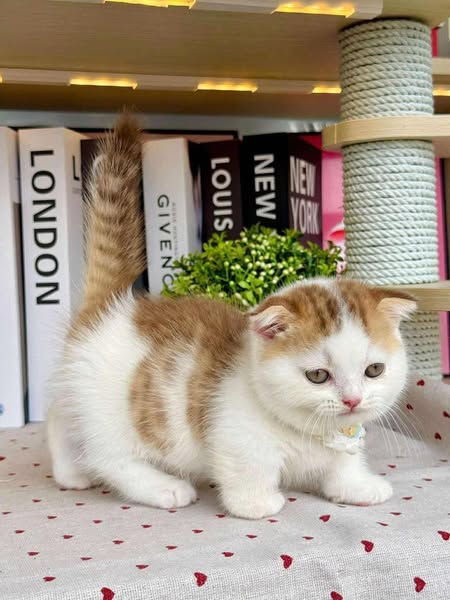 Munchkin Fold