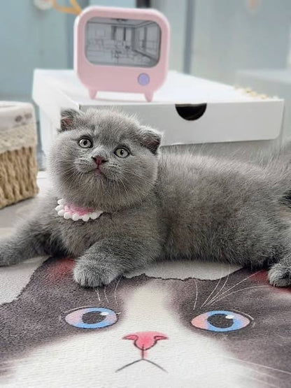 Munchkin Fold