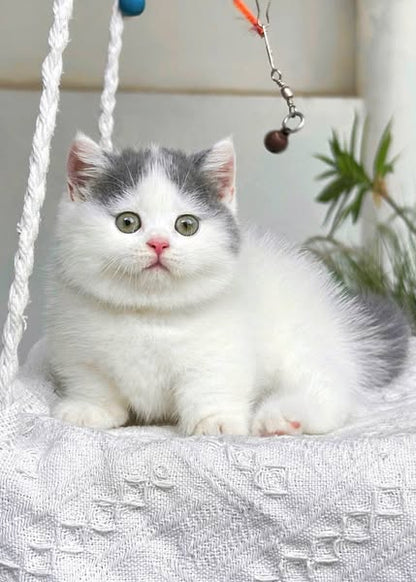 Munchkin