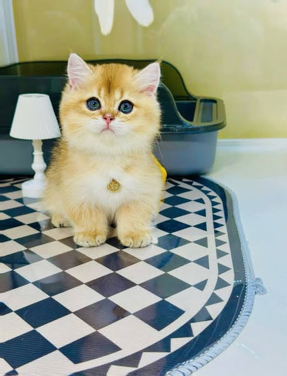 Munchkin