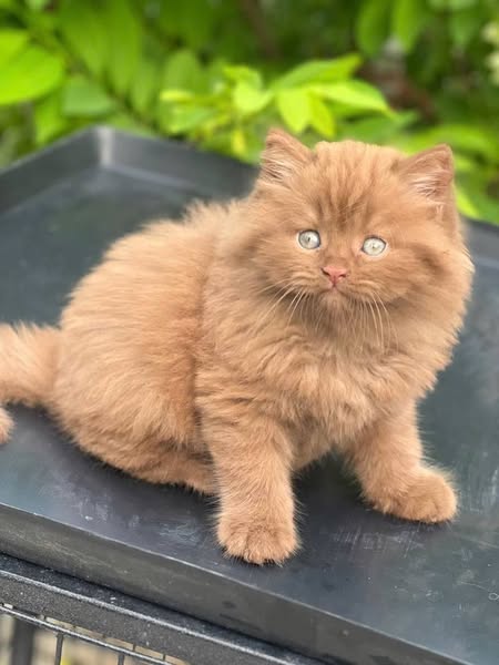 British Longhair